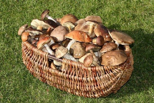 Сколько хранятся маринованные грибы в банке