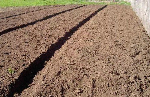 Когда и как правильно вносить осенние удобрения для подкормки и для улучшения плодородия почвы.