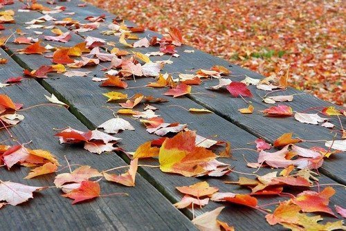 Осенние Листья В Саду Фото