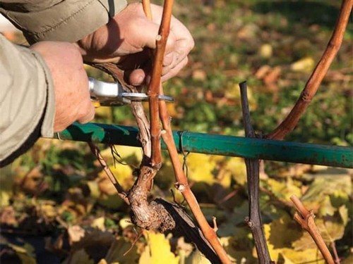 Чем можно подкормить виноград осенью