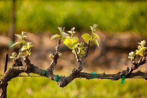 Правила и схема обрезки винограда осенью для начинающих