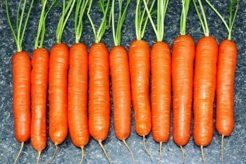 Лучшие сорта голландской моркови