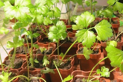Сельдерей на рассаду: правила выращивания в домашних условиях