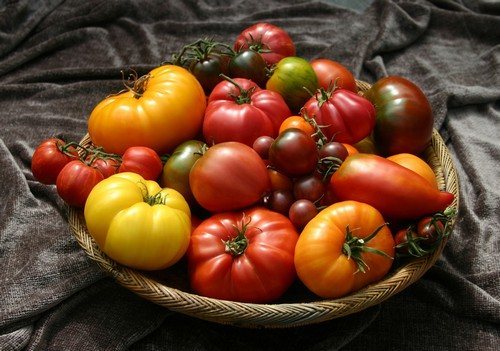 sorta tomatov dlya teplicy 10 luchshih variantov na 2020 god 01
