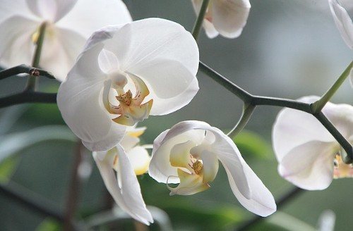 Орхидея После Магазина Пересадить