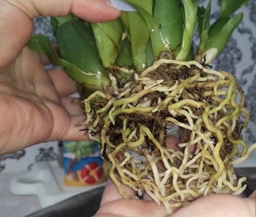 Как спасти корни орхидеи