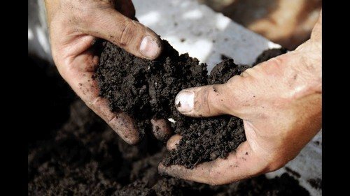 Почва для клубники