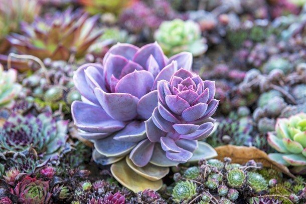 12 потрясающих суккулентов, которые украсят вашу коллекцию комнатных растений