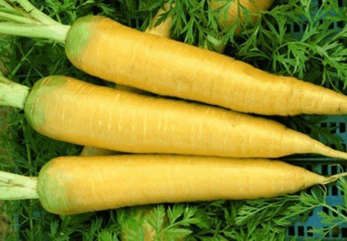 желтая морковь