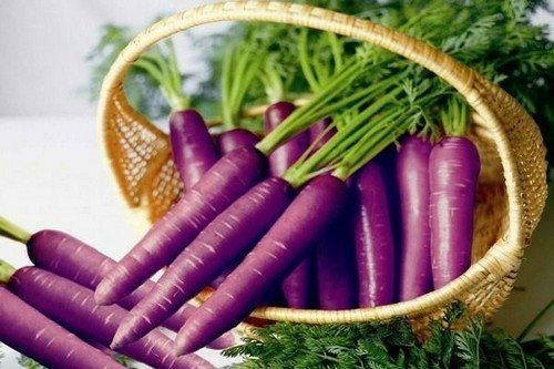фиолетовая морковь