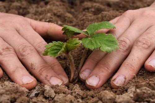 Как правильно посадить клубнику осенью на грядках