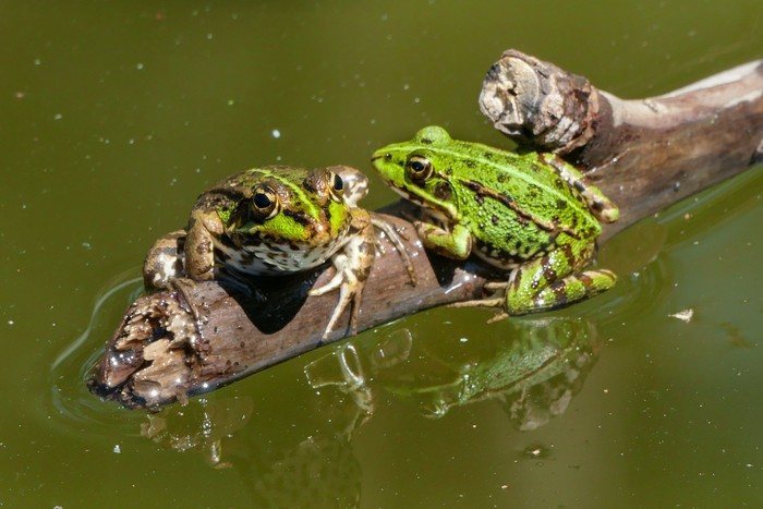 Сосед по даче специально приносит на участок жаб и лягушек: зачем и стоит ли делать так же
