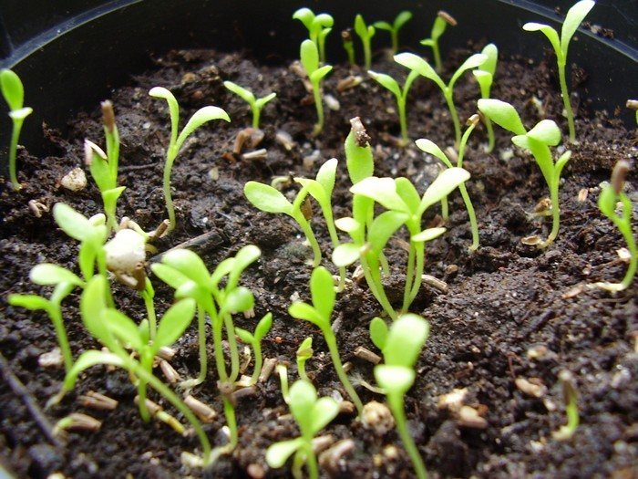 как вырастить гелихризум из семян