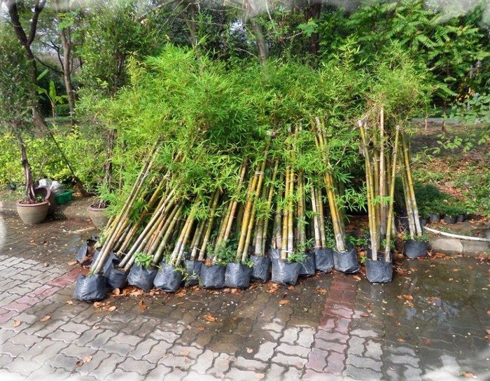 Выращиваем «лес для панды» – бамбуковые заросли украсят любой участок