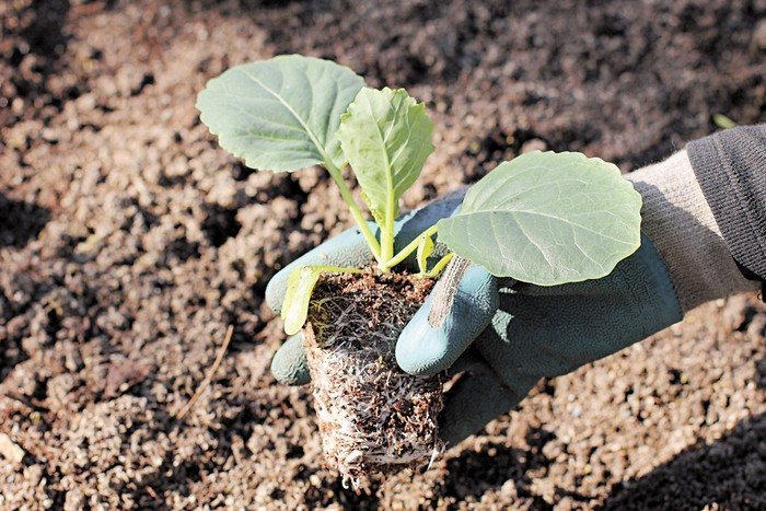 Капуста будет рада: что класть при посадке капусты в лунку, чтобы выраститькрепкий урожай