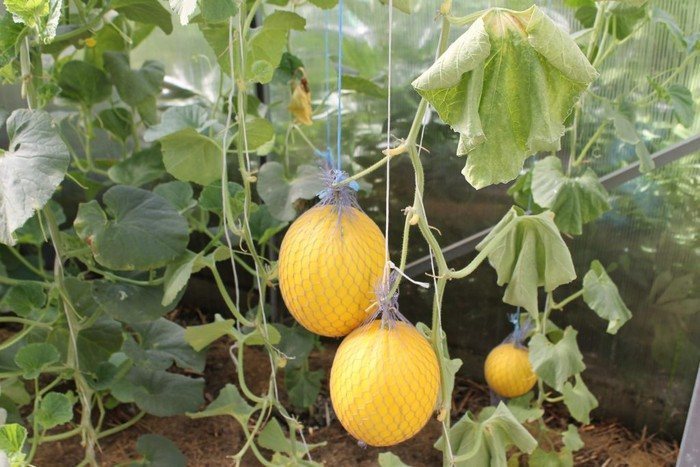 Zdravé sazenice melounu jsou klíčem ke skvělé úrodě