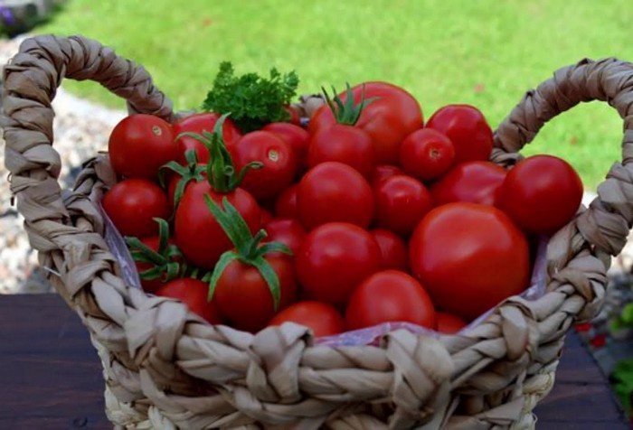 Столбур томатов: меры борьбы для спасения урожая