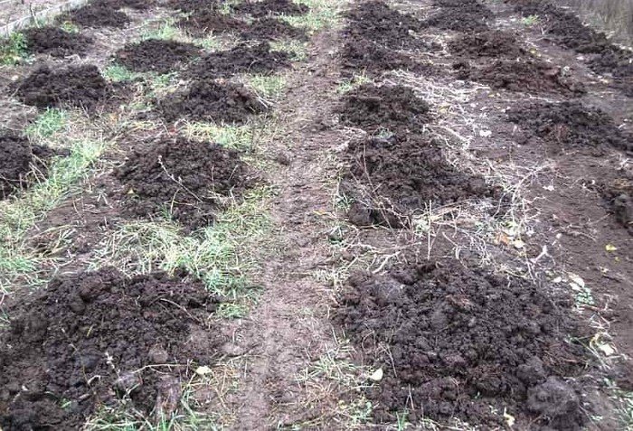 Когда и как правильно вносить осенние удобрения для подкормки и для улучшения плодородия почвы.
