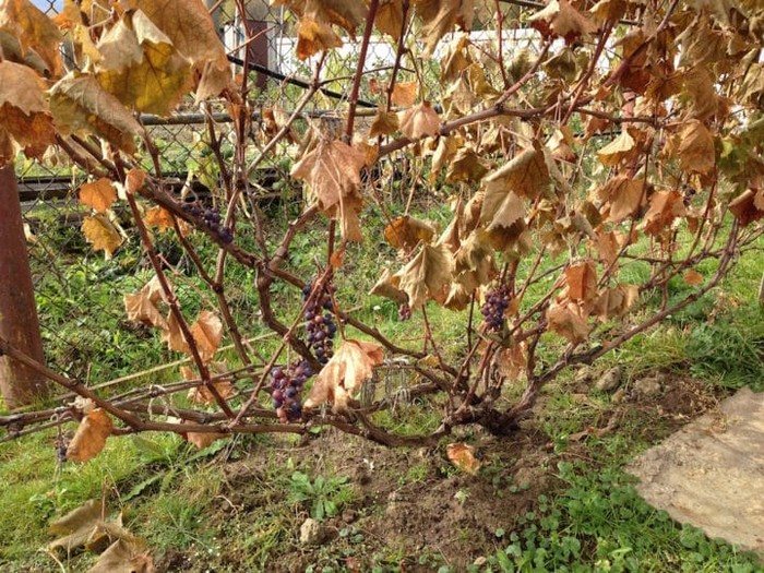 Черенкование винограда осенью: 5 подсказок, чтобы не наделать ошибок
