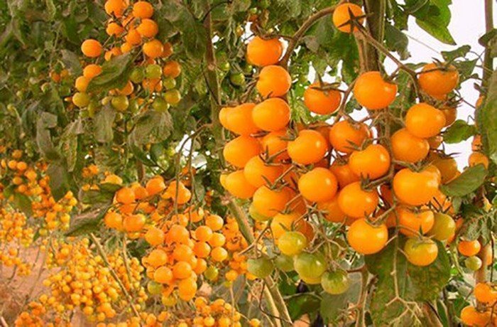 Желтые томаты для выращивания в теплицах: 7 сортов, на которые стоитобратить внимание