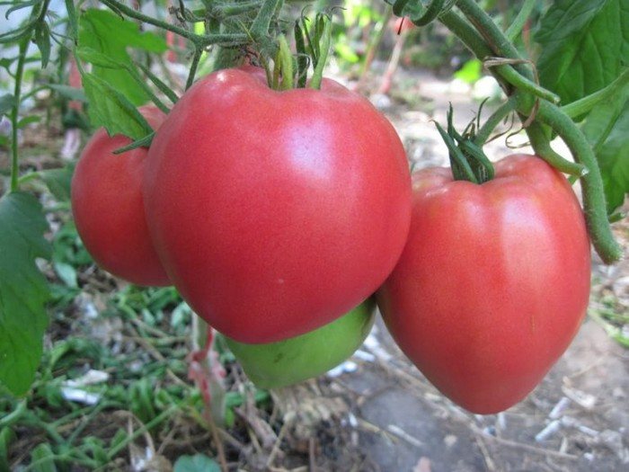 Ранние мясистые сорта томатов: 5 вариантов, которые пользуютсяпопулярностью у огородников
