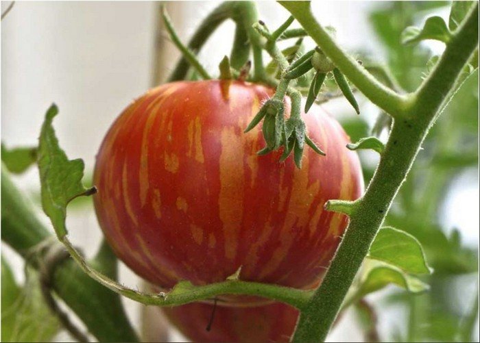 Штамбовые томаты: 8 сортов, которые порадуют вкусом и обилием урожая
