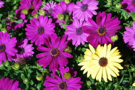 Секреты выращивания годеции крупноцветковой