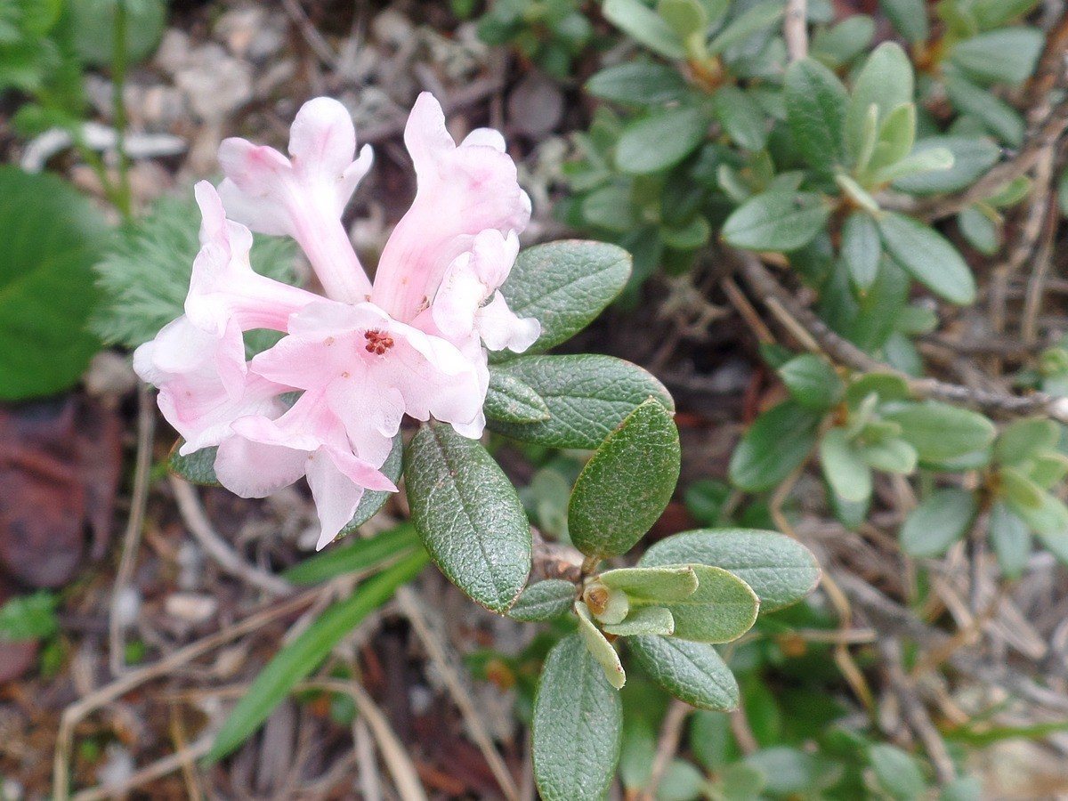 Рододендрон Адамса (Rhododendron adamsii)